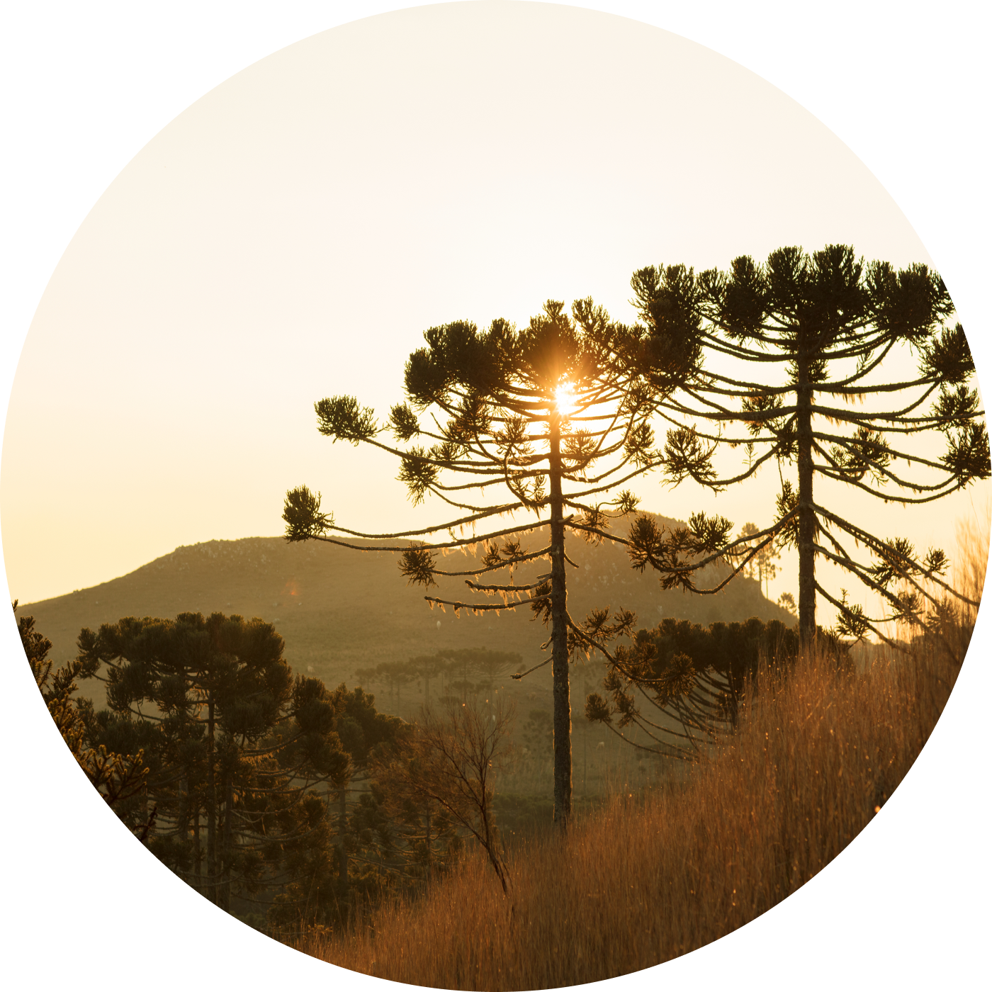 Araucárias ao pôr do sol