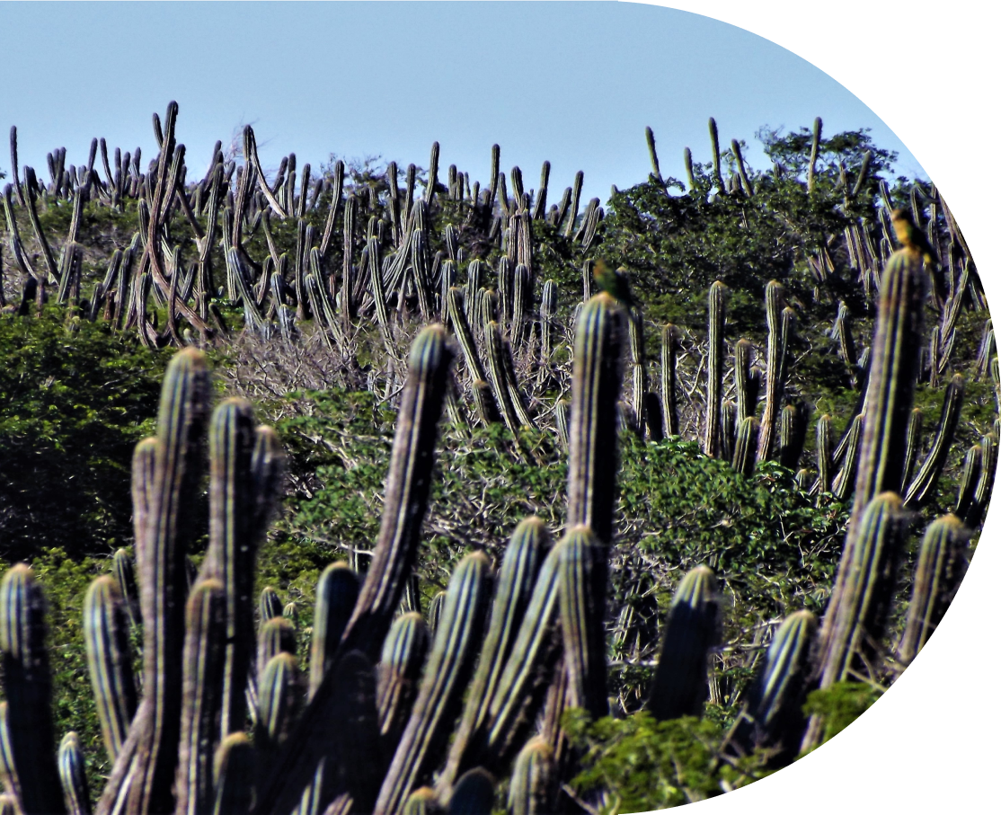 Vegetação de Caatinga e mandacarus