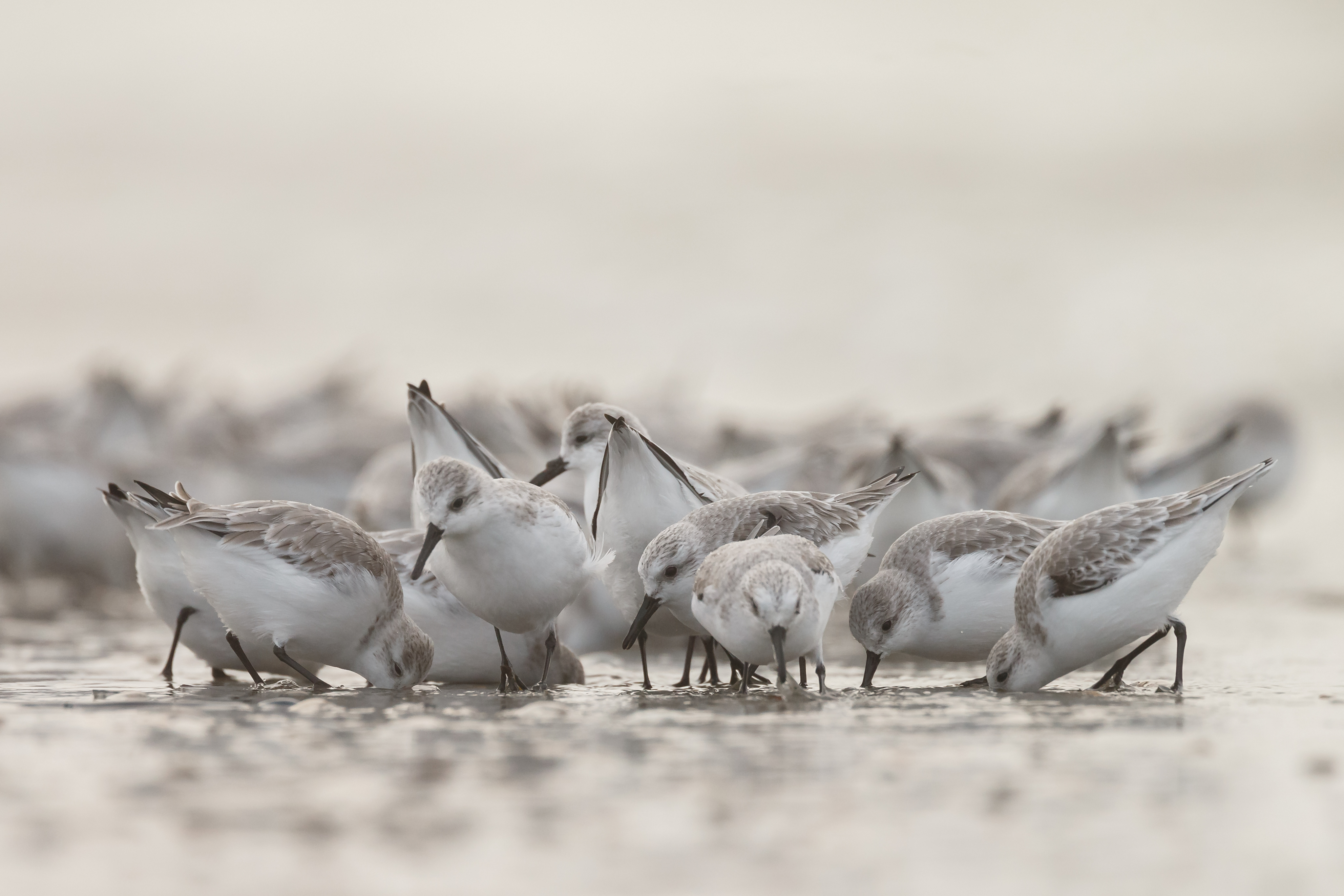 Aves maçaricos na areia da praia