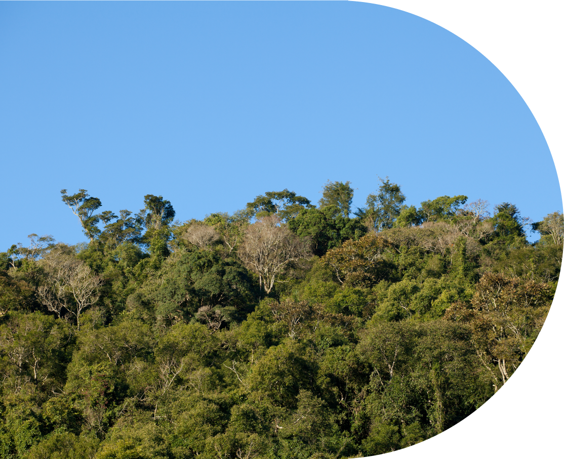 Mata Atlântica e encostas verdes